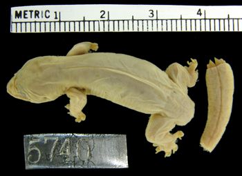 Media type: image;   Herpetology R-5740